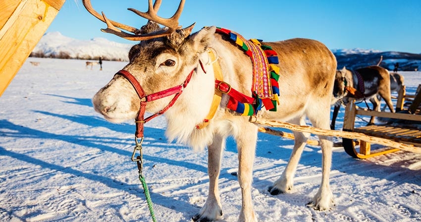 Visit the Sami Culture Center in Karasjok