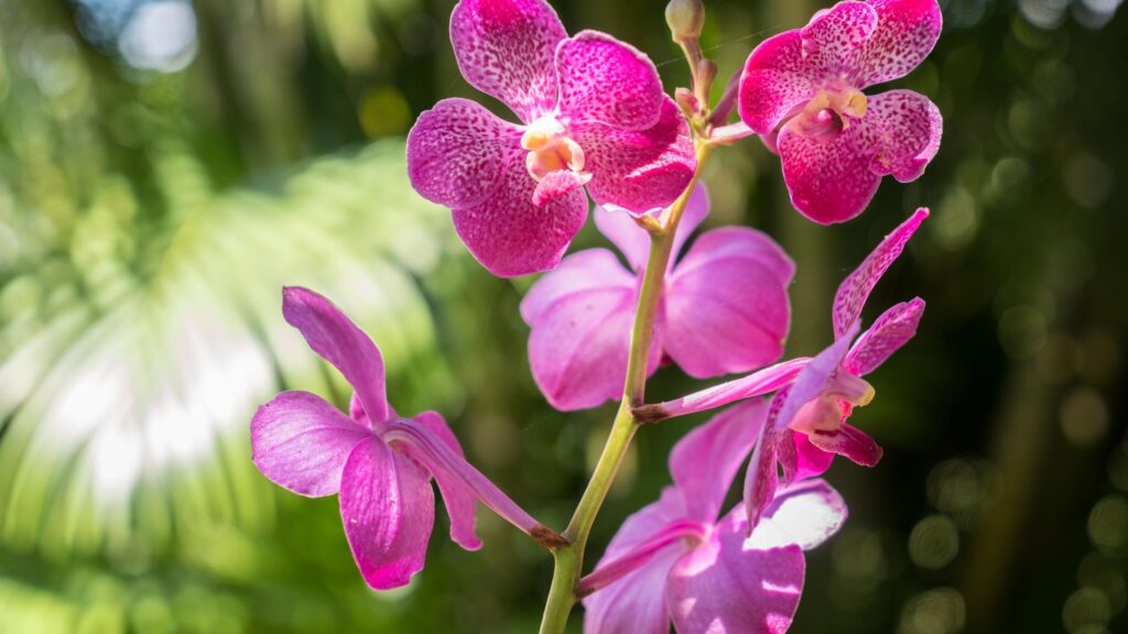 Lautoka Botanical Gardens: Relaxing Green Space in Lautoka