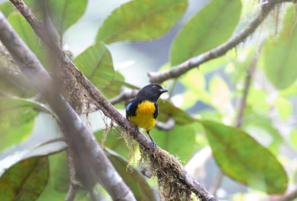 Tatama National Park: Birdwatching Heaven in the Andes