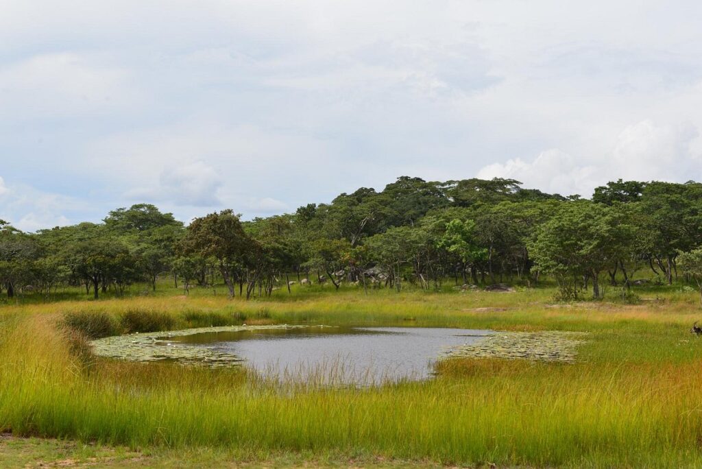 Gosho Park – Marondera Wildlife and Education