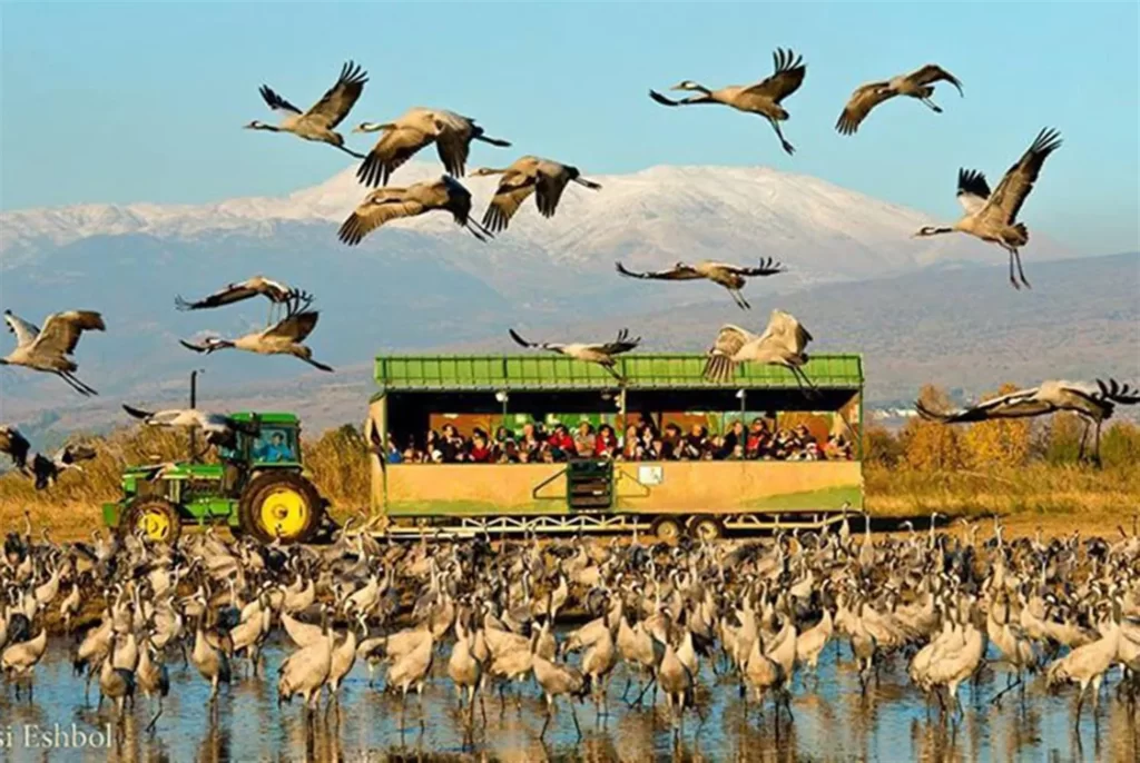 Hula Valley Nature Reserve, Galilee – Bird Watching and Nature Walks