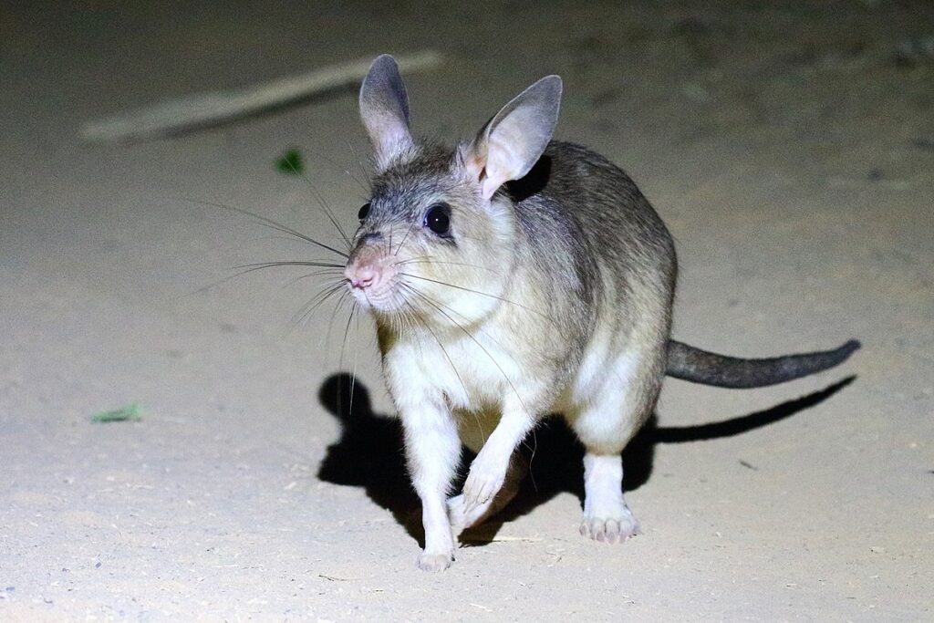 Marofandilia Forest: Fosa and Giant Jumping Rat