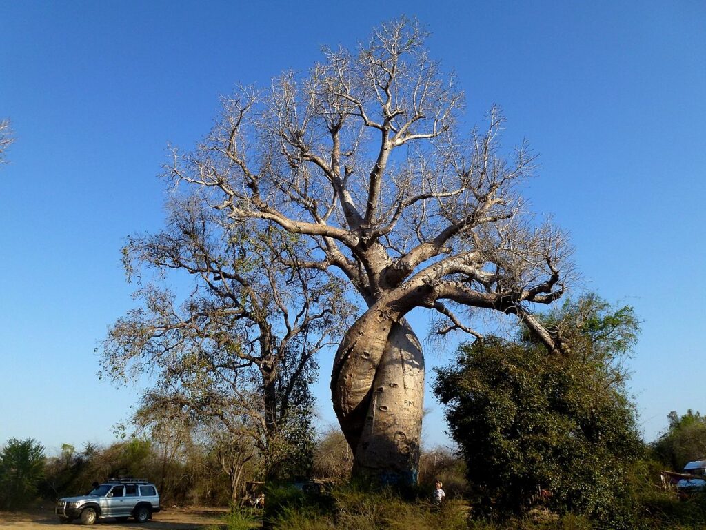 Baobab Amoureux in Morondava: Legendary Twisted Baobabs