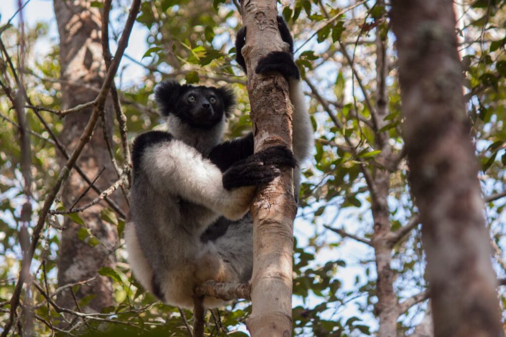 Andasibe-Mantadia National Park: Home of the Indri Lemur