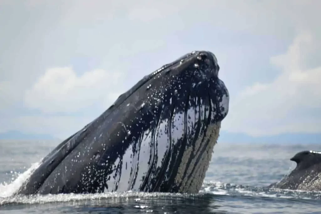 El Valle: Whale Watching on Colombia’s Pacific