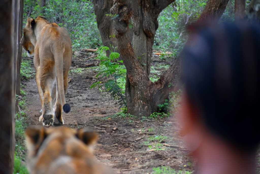 Chipangali Wildlife Orphanage – Bulawayo’s Animal Sanctuary