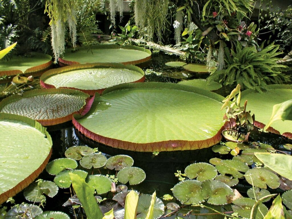 Amazon Victoria Regia: Giant Water Lilies of Colombia