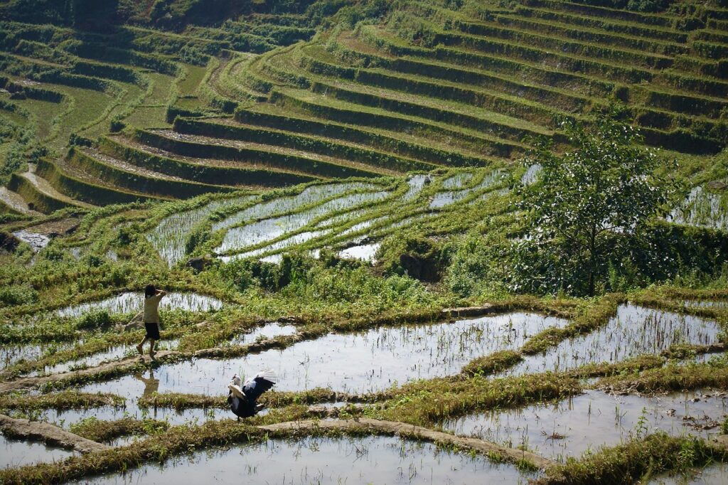 Marovoay Rice Fields: Vast Agricultural Lands in the Northwest