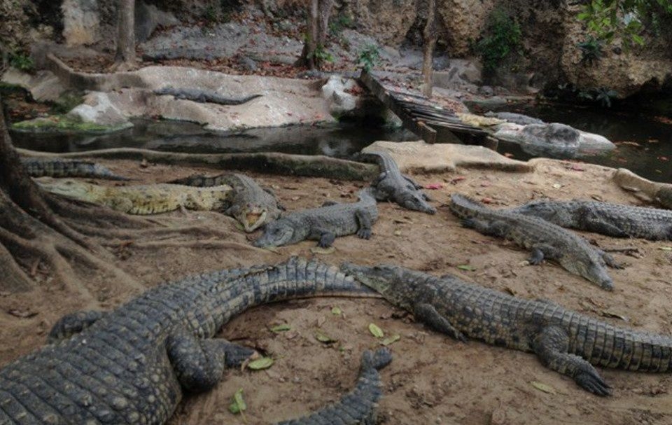 Sangwe Crocodile Farm – Wildlife and Crocodiles