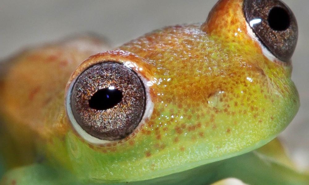 Amazon Jungle: Wildlife Exploration in Colombia