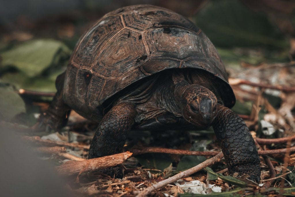 Curieuse Island – Explore Giant Tortoise Sanctuary