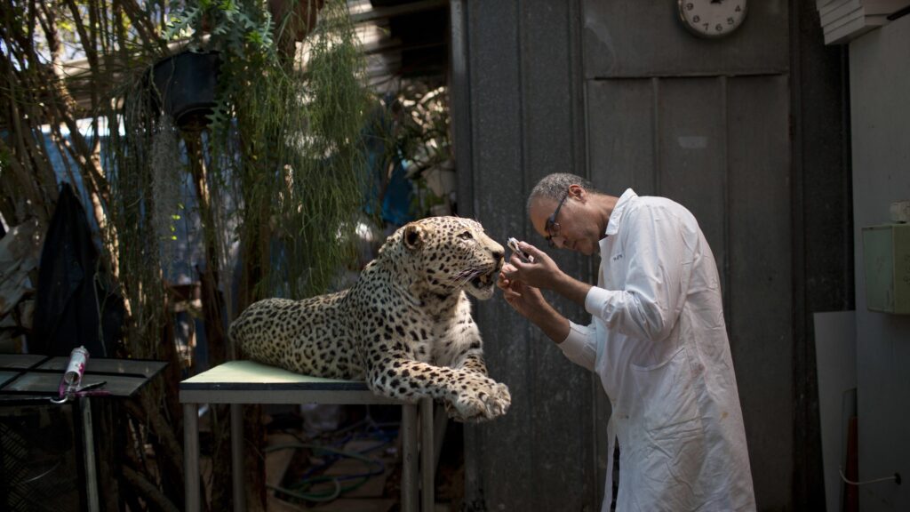 The Steinhardt Museum of Natural History, Tel Aviv – Wildlife Exhibits