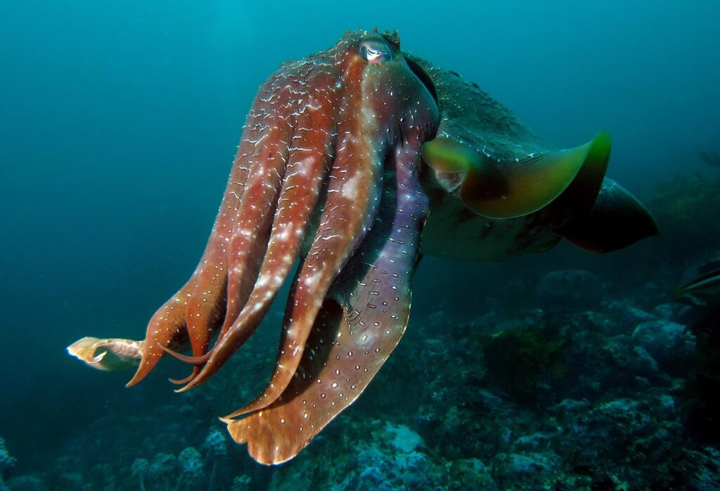 Ile Cocos Marine National Park – Snorkeler’s Paradise