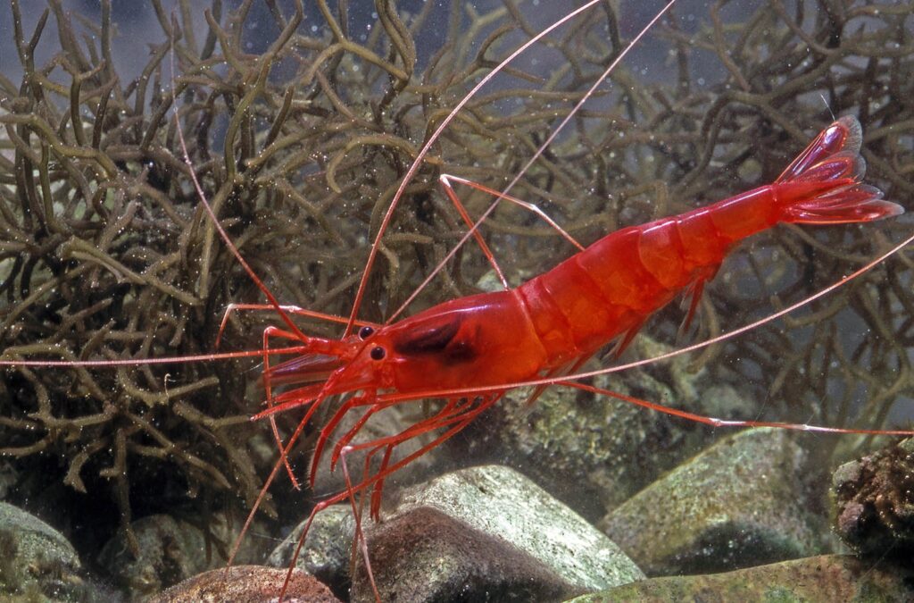 Vatulele Island: Red Prawns and Beach Bliss