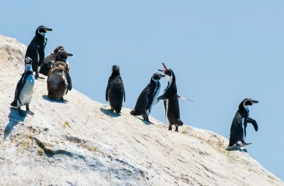 Birdwatching at Pingüino de Humboldt National Reserve, Chile