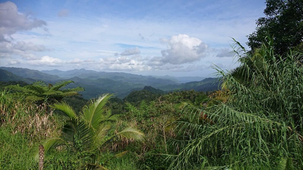 Waisali Rainforest Reserve: Pristine Nature Near Savusavu