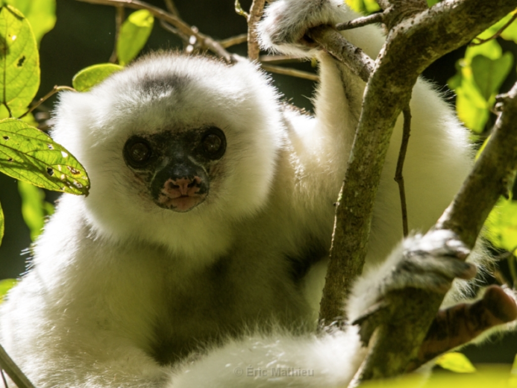 Marojejy Summit: Challenging Trek to Madagascar’s Peaks