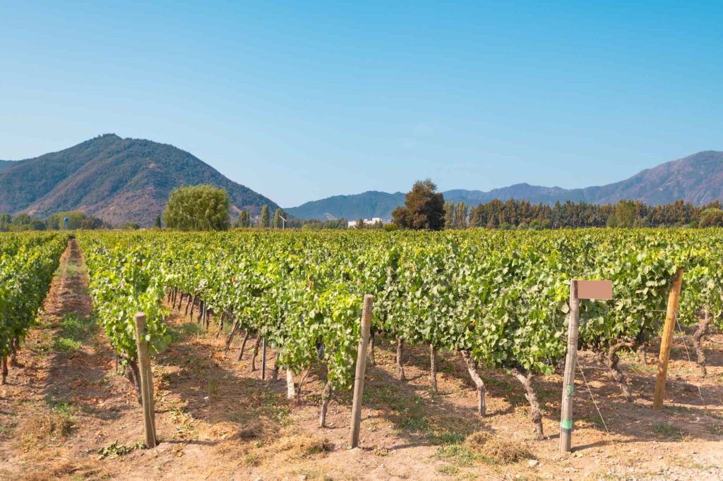 Exploring the Wine Routes of the Maule Valley, Chile