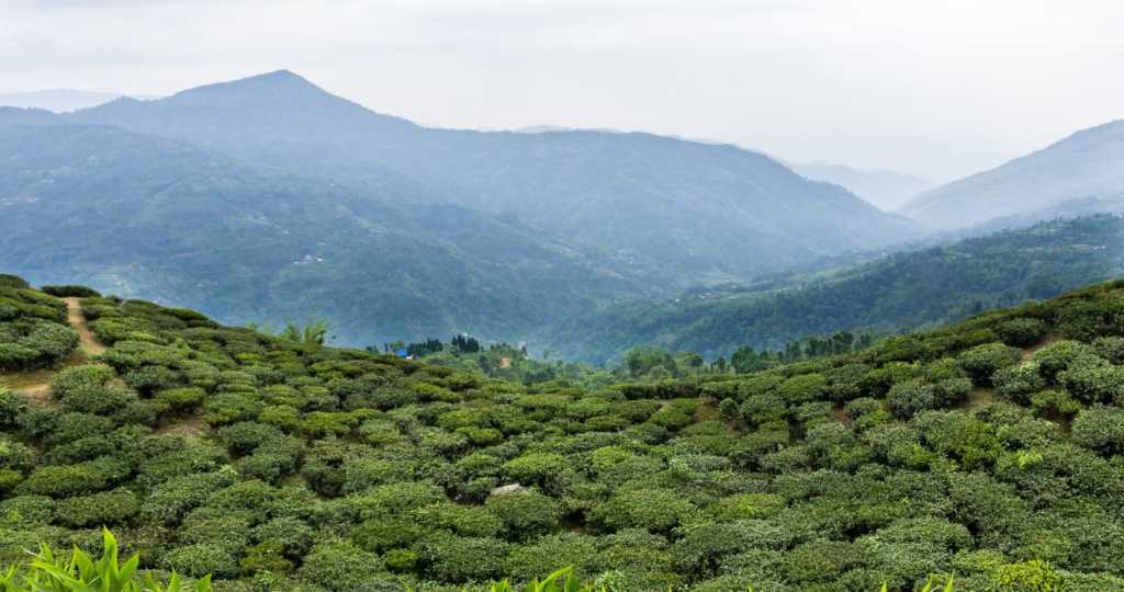 Kanyam: Famous Tea Estate in Ilam