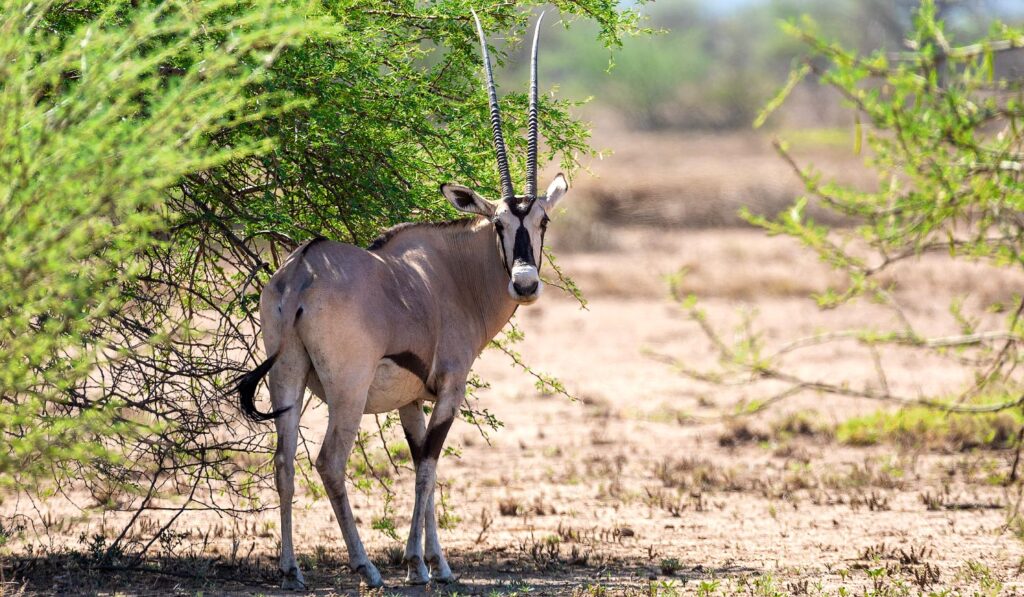 Awash National Park – Ethiopia’s Wildlife Sanctuary