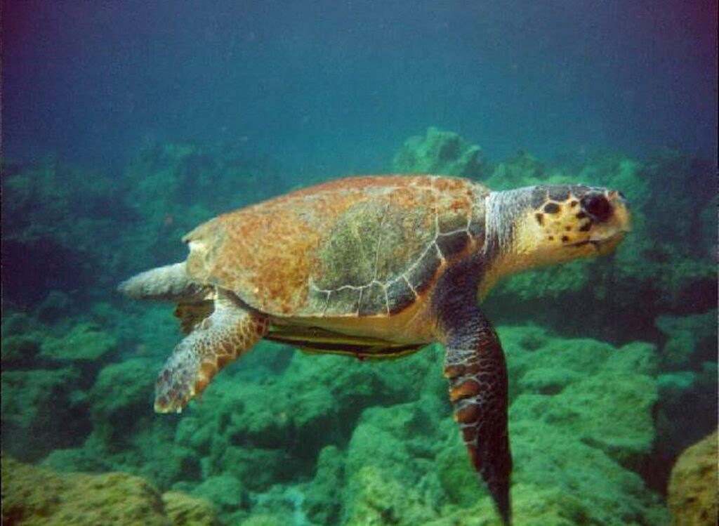 Iztuzu Beach: Turtle Habitat in Dalyan