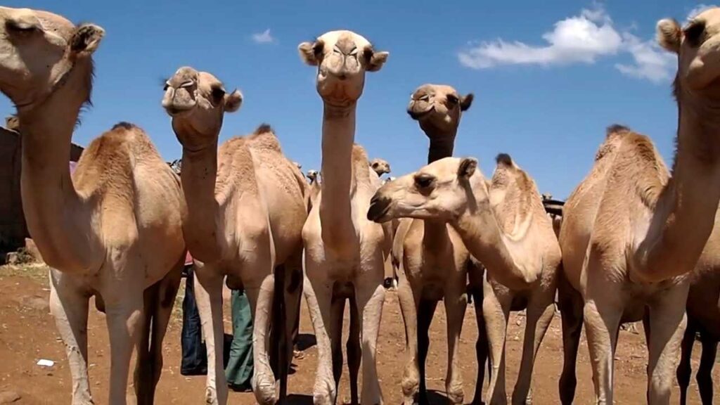 Babile Camel Market in Harar – Explore Local Traditions