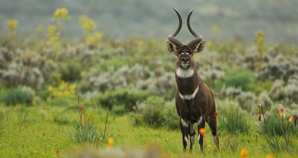 Bale Mountains National Park – Home to the Ethiopian Wolf