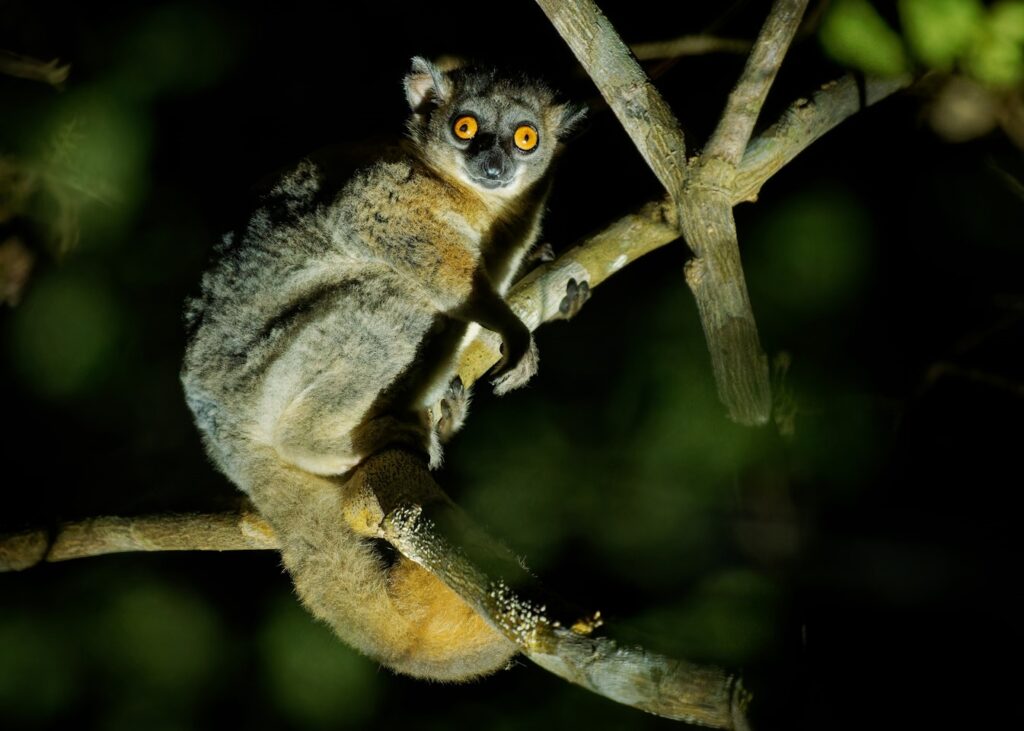 Lemur Island in Andasibe: Up-Close Lemur Encounters