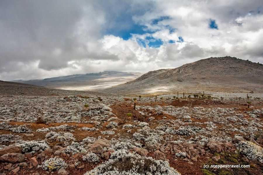 Boko Mountain in Bale – High Altitude Biodiversity