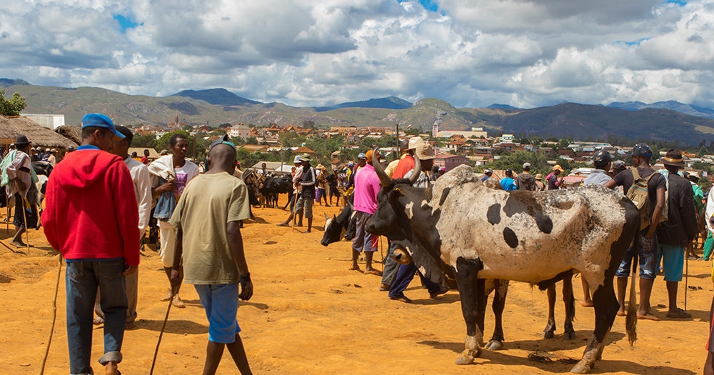 Ambalavao Zebu Market: Traditional Cattle Trading Experience