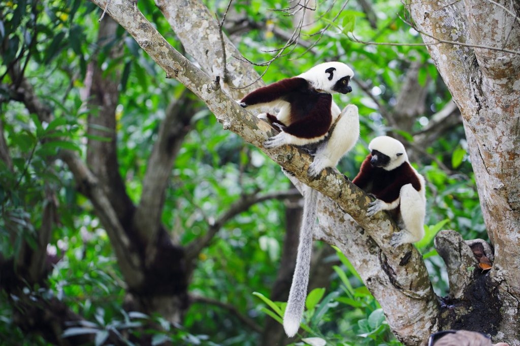 Ampijoroa Forest Station: Wildlife and Research Near Mahajanga