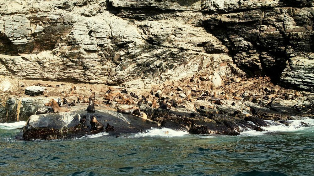 Exploring the Coastal Cliffs of Punta Choros, Chile