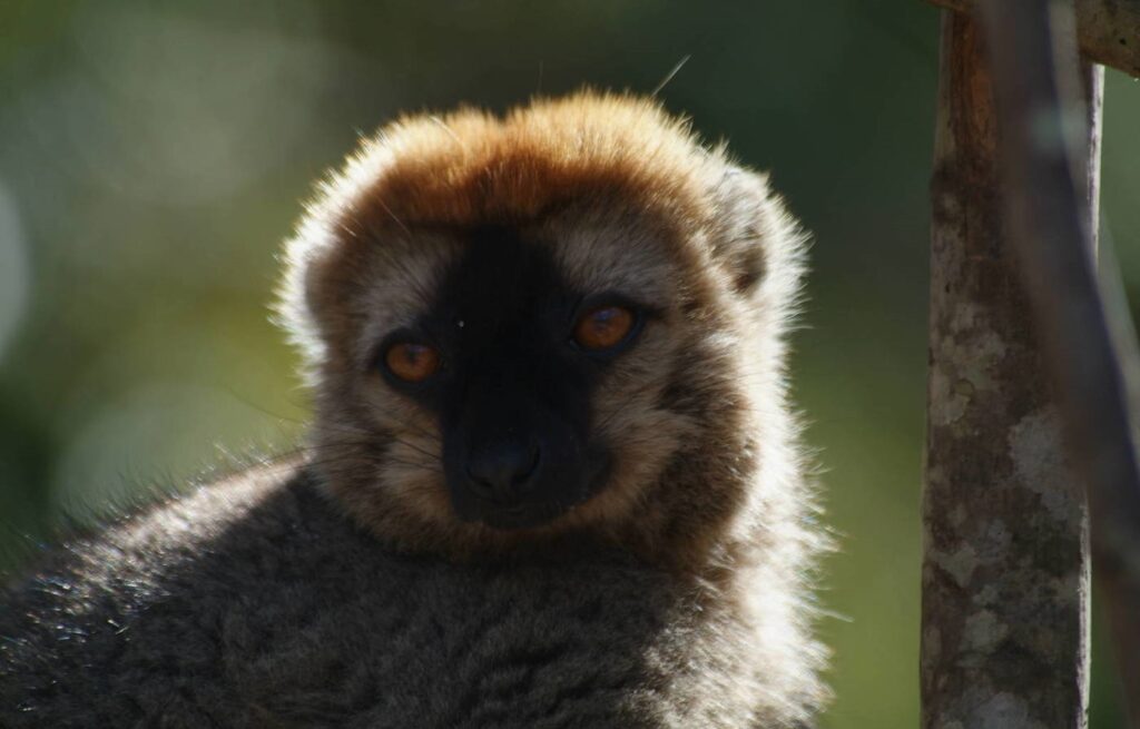 Lemurs’ Park in Antananarivo: Madagascar’s Famous Lemur Sanctuary