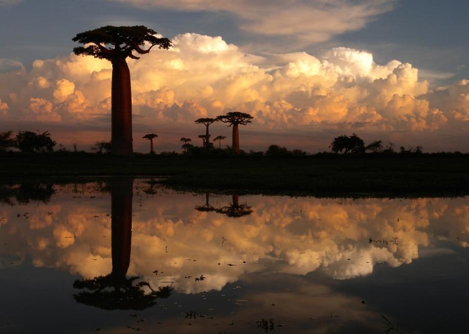 Andranovory Baobab Alley: Majestic Trees in Southern Madagascar