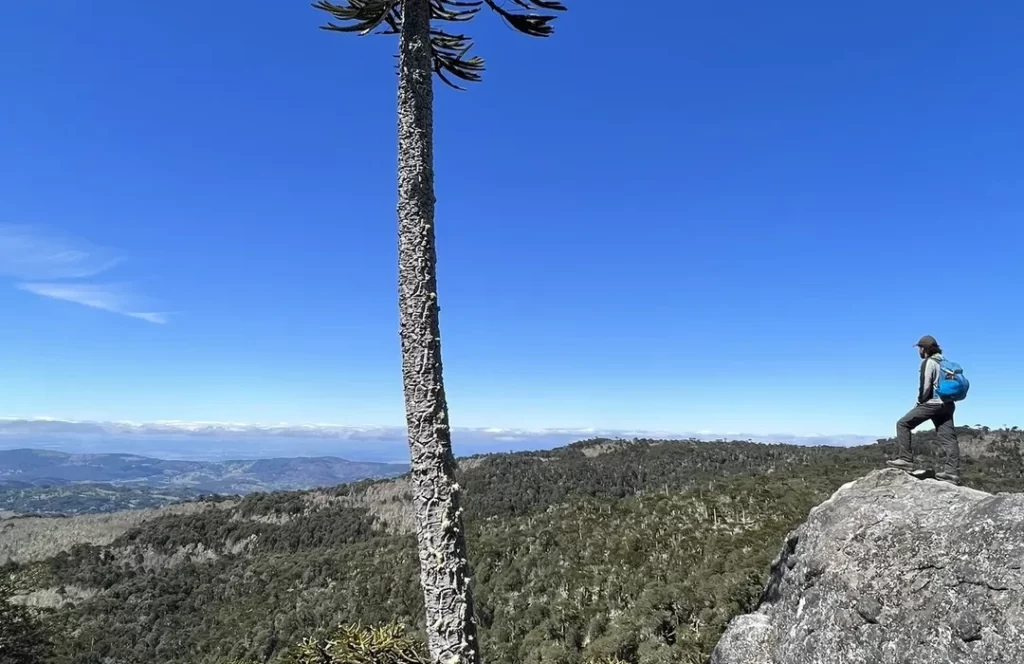 Hiking Trails in Nahuelbuta National Park, Chile