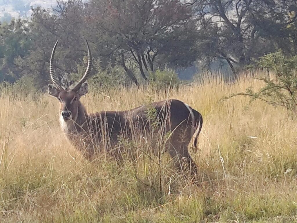 Somabula Nature Reserve – Midlands Wildlife Encounter