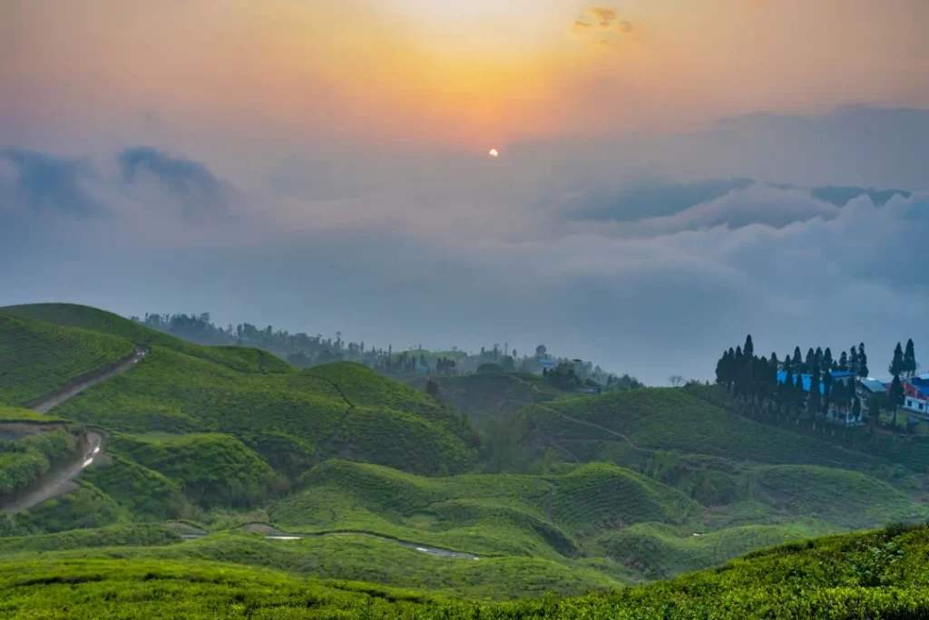 Ilam Tea Garden: Scenic Hills of Ilam