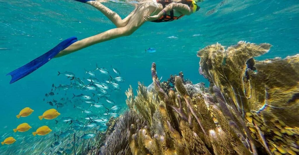 Puerto Morelos Reef in Quintana Roo