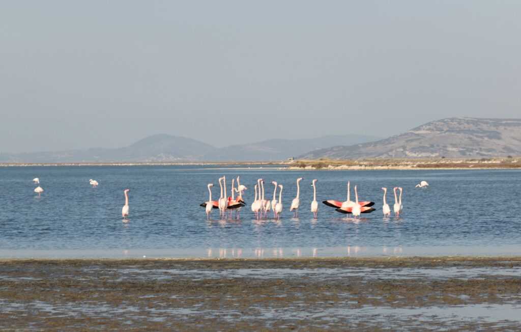 Izmir Bird Paradise: Birdwatching Spot