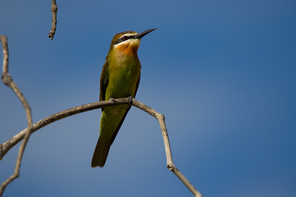 Antsokay Arboretum: Botanical Gardens Near Toliara