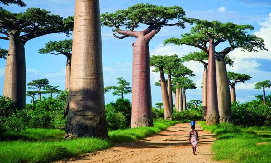 Avenue of the Baobabs in Morondava: Iconic Tree-Lined Path