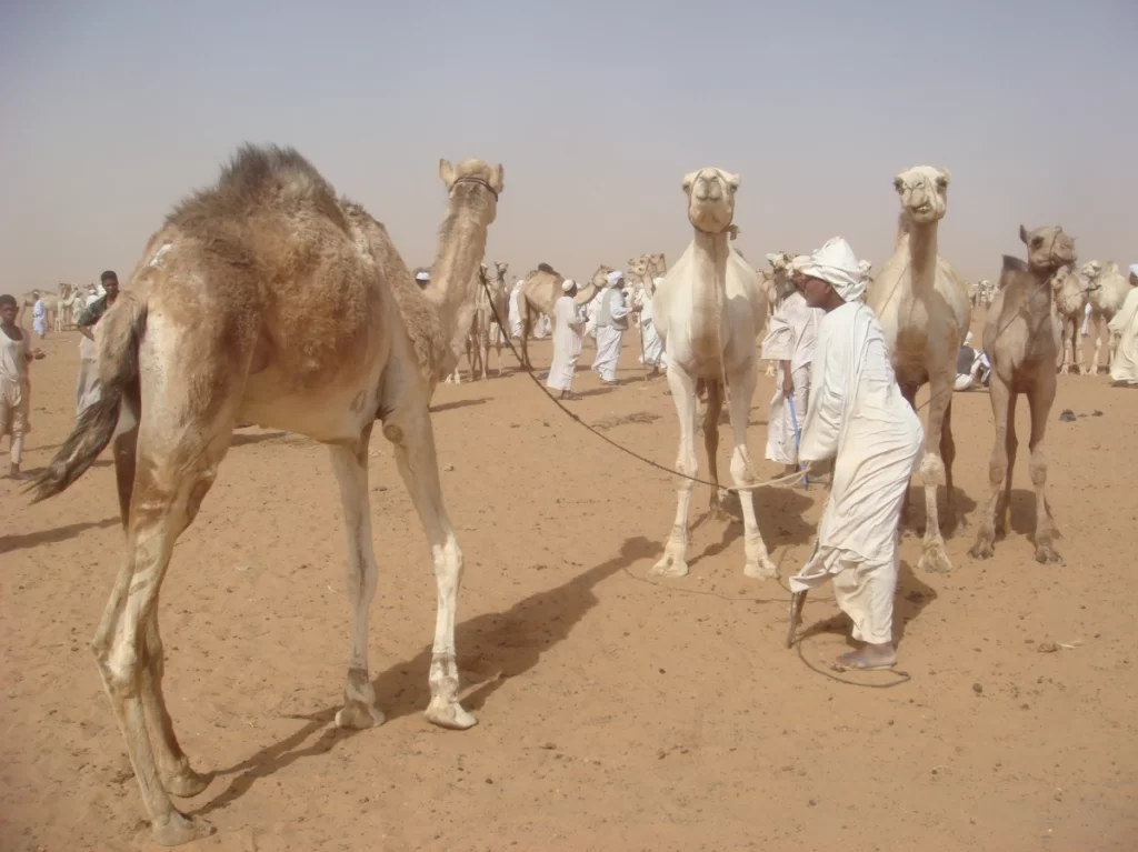 Mekele Camel Market – Traditional Trading Hub