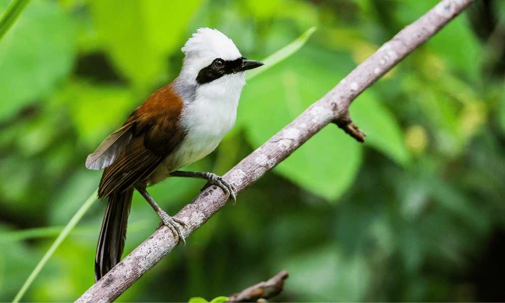 Koshi Barrage: Birdwatching Spot in Eastern Nepal