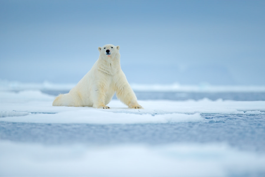 Discover the Arctic Wildlife of Svalbard