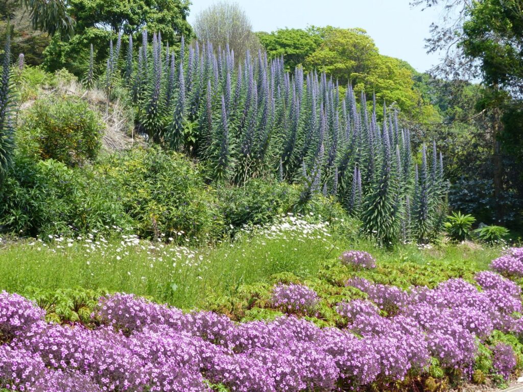 Marondera Botanic Garden – Serene Plant Sanctuary