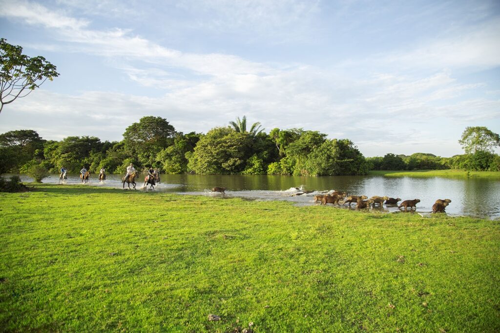 Llanos Orientales: Wildlife and Cowboy Culture