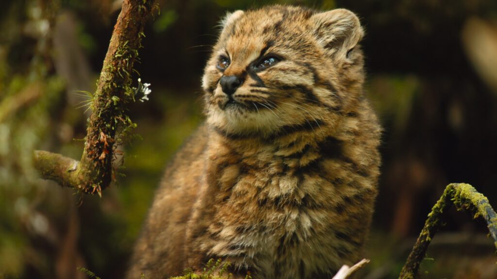 Wildlife Spotting in Patagonia National Park, Chile