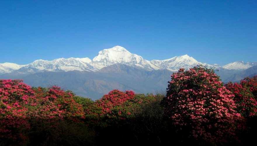 Ghorepani Poon Hill: Popular Trekking Destination