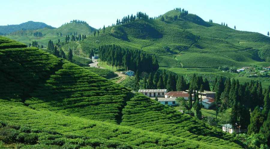 Shree Antu Danda: Tea Garden Hill in Ilam