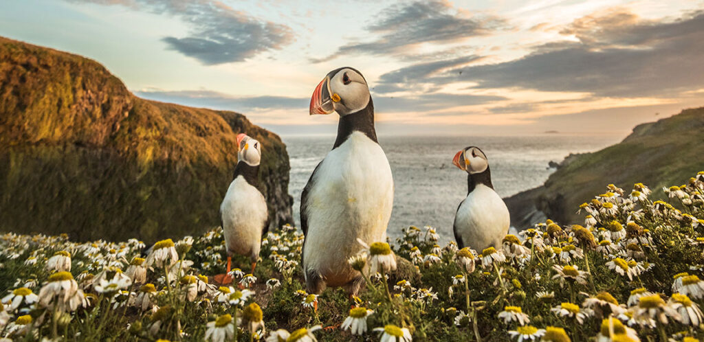 Skomer Island: Puffin Paradise in Pembrokeshire